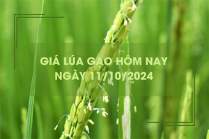 Giá lúa gạo hôm nay 11/10: Giá gạo giảm 100 - 400 đồng/kg