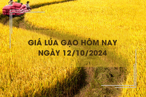 Giá lúa gạo hôm nay 12/10: giá gạo tăng giảm trái chiều