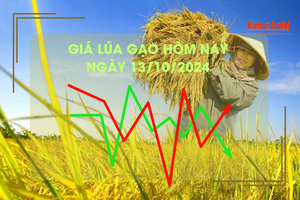 Giá lúa gạo hôm nay 13/10: giá gạo tăng nhẹ