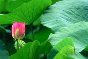 Một loại lá 'quốc dân' ở Việt Nam được Trung Quốc phát triển thành máy phát điện, có thể sản xuất tới 67,5 TWh điện mỗi năm