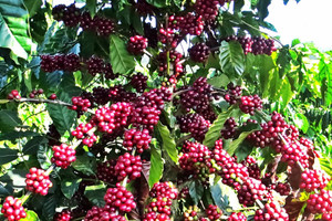 Giá cà phê hôm nay 15/10: tăng mạnh trở lại, Robusta thêm hơn 100 USD/tấn