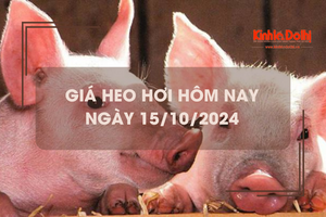 Giá heo hơi hôm nay 15/10: miền Bắc tiếp tục giảm mạnh 1.000 - 2.000 đồng/kg