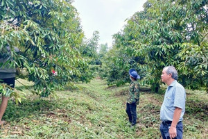 Mô hình '2 cây, 1 con' phát huy hiệu quả, Hoàng Anh Gia Lai của bầu Đức lãi trung bình hơn 3 tỷ đồng/ngày