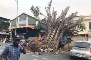 Hà Nội xác minh loạt cây lớn chết có dấu hiệu bị xâm hại