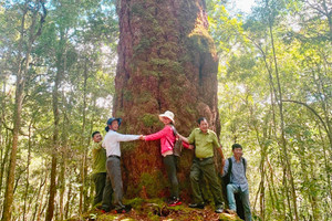 ‘Cây thần linh’ hàng nghìn năm tuổi thuộc loại quý hiếm bậc nhất thế giới chỉ có duy nhất ở Việt Nam, luôn được theo dõi đặc biệt