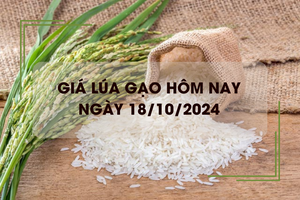 Giá lúa gạo hôm nay 18/10: giá gạo trong nước giảm nhẹ