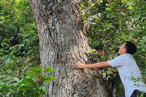 Loài cây quý hiếm bậc nhất thế giới, chỉ duy nhất Việt Nam có nhưng số lượng còn rất ít cần khẩn cấp bảo tồn