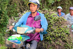 Giá cau vọt lên đỉnh rồi lao dốc: ‘Công thức’ lặp nhiều lần, nông dân 'hay quên'