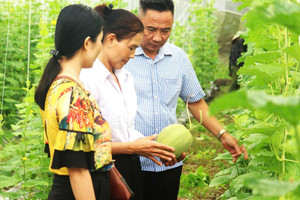 Nhờ trồng dưa lưới trong nhà kính, nông dân thu trên 240 triệu đồng/năm