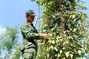 Giá tiêu hôm nay 20/10: tăng trở lại ở Tây Nguyên, Đắk Nông thêm 1.000 đồng/kg