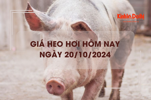 Giá heo hơi hôm nay 20/10: cao nhất 65.000 đồng/kg