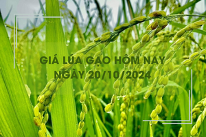 Giá lúa gạo hôm nay 20/10: giá Nàng Nhen cao nhất 28.000 đồng/kg