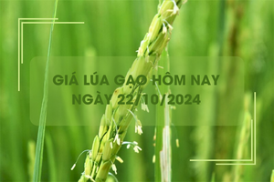 Giá lúa gạo hôm nay 22/10: giá gạo tăng nhẹ 50 - 100 đồng/kg