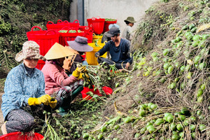 Thương lái Trung Quốc 'quay xe', giá cau ở Quảng Ngãi lao dốc