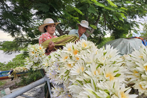 Tận thấy bông súng dài 3m ở đầu nguồn lũ