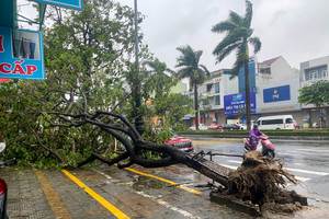 Bão số 6 áp sát, nước biển dâng cao, cây xanh gãy đổ la liệt