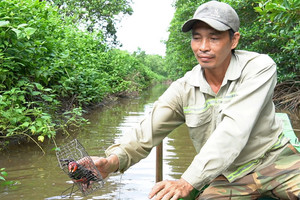 Nông dân miền Tây tiết lộ bí quyết bắt 'vua đào hang', kiếm mỗi ngày nửa triệu