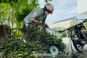 Thấy gì từ việc giá cau tăng sốc rồi ‘bốc hơi’?