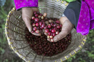 Giá cà phê hôm nay 29/10: tiếp tục tăng, Robusta thêm gần 100 USD/tấn