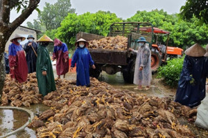 Quảng Bình: Sau đêm lũ, đàn gà 6.000 con chỉ còn vài con thoi thóp