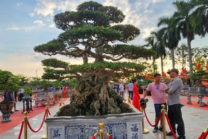 Chiêm ngưỡng 'siêu cây' có giá 18 tỷ đồng của anh nông dân Thái Bình, đại gia phải cân nhắc trước khi 'rút hầu bao'