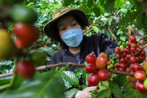 Giá cà phê hôm nay 31/10: tăng trở lại, Robusta phục hồi sau ngày giảm mạnh