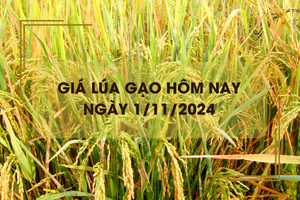 Giá lúa gạo hôm nay 1/11: gạo thành phẩm giảm nhẹ 50 đồng/kg