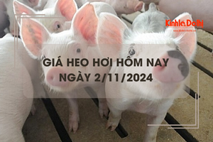 Giá heo hơi hôm nay 2/11: tăng giảm trái chiều