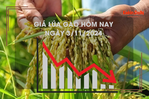 Giá lúa gạo hôm nay 3/11: tăng mạnh 1.000 - 1.200 đồng/kg