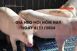 Giá heo hơi hôm nay 4/11: tiếp đà tăng nhẹ 1.000 đồng/kg tại miền Bắc