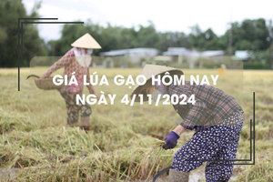 Giá lúa gạo hôm nay 4/11: lúa tươi giữ giá ổn định