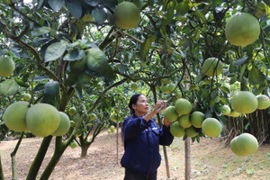 Loại quả đặc sản ở Phú Thọ vào thời điểm ngon nhất, cả huyện chia nhau 300 tỷ