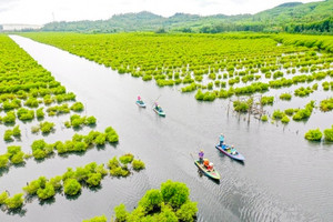 Bất ngờ với rừng ngập mặn giữa lòng khu kinh tế Dung Quất