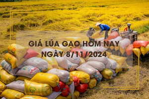 Giá lúa gạo hôm nay 8/11: giá lúa bật tăng 300 đồng/kg