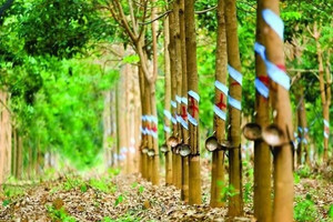 Vietnam Rubber Group (GVR): 85.800ha cao su tại Campuchia sẽ đem về lợi nhuận gấp 3 lần trong năm nay