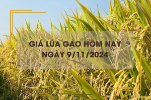 Giá lúa gạo hôm nay 9/11: tăng, giảm trái chiều