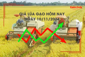 Giá lúa gạo hôm nay 10/11: đồng loạt tăng nhẹ