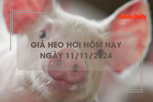 Giá heo hơi hôm nay 11/11: toàn quốc đứng giá trong phiên đầu tuần
