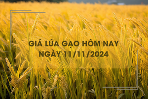 Giá lúa gạo hôm nay 11/11: giá gạo Việt Nam xuất khẩu đứng đầu khu vực