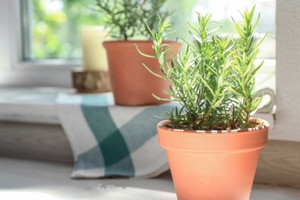 Lợi ích, cách sử dụng an toàn và tác dụng phụ của cây hương thảo