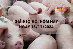 Giá heo hơi hôm nay 13/11: miền Nam giảm nhẹ 1.000 - 2.000 đồng/kg