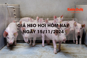 Giá heo hơi hôm nay 15/11: miền Nam tăng nhẹ