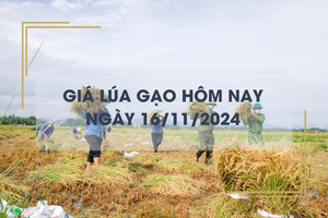 Giá lúa gạo hôm nay 16/11: gạo thơm chào giá cao