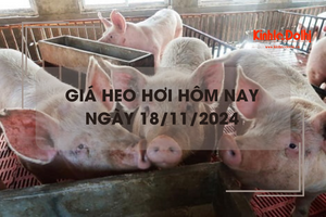 Giá heo hơi hôm nay 18/11: đứng giá ngày đầu tuần