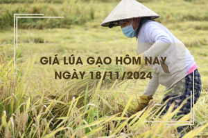 Giá lúa gạo hôm nay 18/11: giá lúa thơm vẫn neo cao