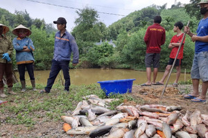 Xác minh việc cá chết hàng loạt nghi bị đầu độc thuốc trừ sâu