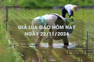 Giá lúa gạo hôm nay 22/11: lúa mới chào bán giá cao