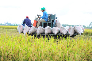 Đề án 1 triệu ha lúa: Cần phải thực sự đi vào đời sống nông dân!