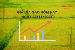 Giá lúa gạo hôm nay 24/11: lúa Thu Đông giao dịch chậm