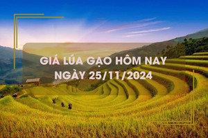 Giá lúa gạo hôm nay 25/11: gạo Việt Nam đắt đỏ nhất thế giới